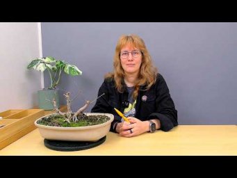 Усадьба Багиры - Бонсай Роща из кленов (ч.9).