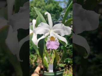 Орхидс Cattleya mendelii coerulea  #orchids