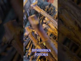 Виноград Одесса - КАК ДЕЛАЮТ ПРИВИТЫЕ САЖЕНЦЫ ВИНОГРАДА #shorts #tiktok #дача #farming  #виноград #с
