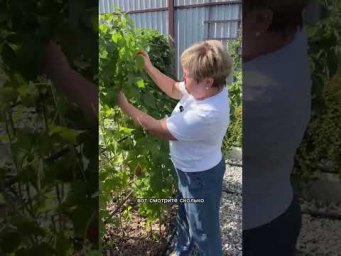 Садовый гид Лариса Зарубина - Как легко сделать малиновое дерево!