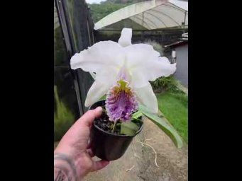 Орхидс Cattleya mossiae coerulea ('134' x 'Samson') x mossiae coerulea 'BH'