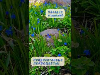 Садовые фантазии - Посадил и забыл! Неприхотливые первоцветы!#садоводничество #сад #ландшафтныйдизай