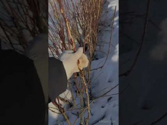 Питомник Школьный сад - Ждем весны #сад #дача #стройка