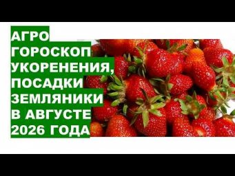 Дача, сад, огород, цветы - Посадка клубники август 2026: Точные даты и время по лунному календарю