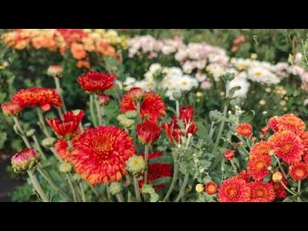 Цветочный сад у Алёнушки - ХРИЗАНТЕМОВОЕ ЦАРСТВО. ОБЗОР СОРТОВ.