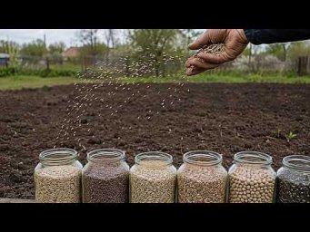 Сад-огород Life - Лучшие сидераты осенью для обеззараживания земли! Что посеять, чтобы грядки стали 