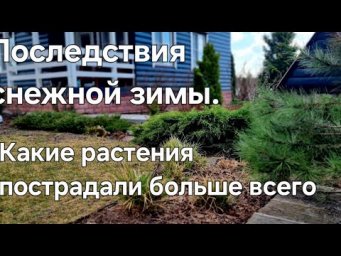 Садовые фантазии - Последствия снежной зимы: какие РАСТЕНИЯ ПОСТРАДАЛИ больше всего.