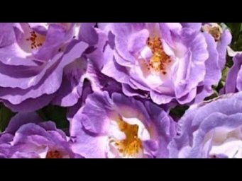 Розы в саду - РОЗЫ ДЭВИДА ОСТИНА. УХОД ПОЛИВ.  Розы хорошие сорта. Davib Austin