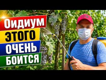 Сад, огород своими руками (Валерий Кузюбердин) - Обработка винограда от оидиума во время плодоношени
