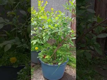 Сивер Сад - Підживленя рослин в горщиках. #garden