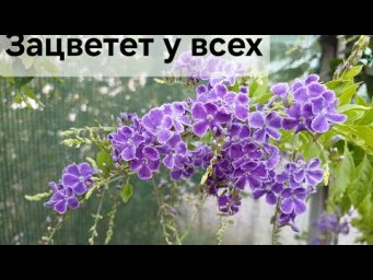 Цветочное ассорти - Дуранта: уход в домашних условиях от А до Я ради этого цветения!!!