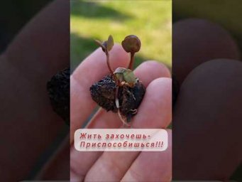 Садовые фантазии - Чудеса природы...#дача #сад #ландшафтныйдизайн