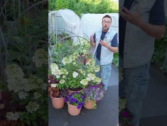 Дача с Виталием Декабрёвым - Обман с гортензиями или так и должно быть?