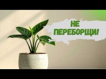 Цветы в доме - Активный рост весной: как не перекормить растения и не остановить развитие