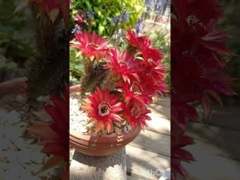Фловер терапи - Echinopsis bloom #cactusbloom #echinopsis #кактусцветет #Греция