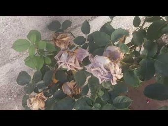 Питомник роз Полины Козловой - Засуха на розах, причины и решение, Питомник Роз Полины Козловой roza