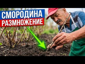 Сад, огород своими руками (Валерий Кузюбердин) - Размножение смородины черенками. Такого даже я не о