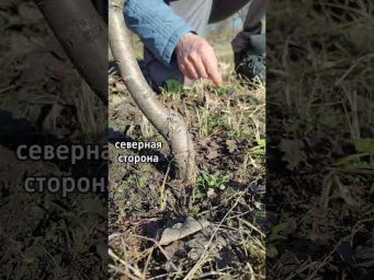 Садоводство с Александром - Как правильно посадить плодовое дерево