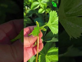 Иван Русских Иванова наука - Усы у клубники 