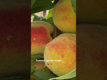 Валентина Земскова - Summer garden routine 