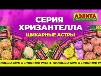 Агрофирма Аэлита - Уникальная романтичная серия семян АСТРЫ - ХРИЗАНТЕЛЛА! Новинка сезона 2026!