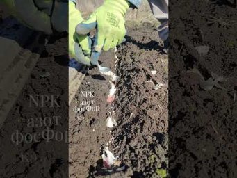 Садоводство с Александром - Посадка чеснока весной