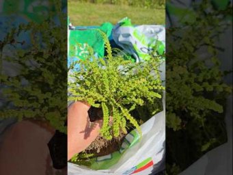 Сад флоксов - Готовим папоротники к отправке