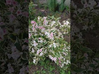 Садоводство с Александром - Цветение вейгелы #сад #вейгела #цветы
