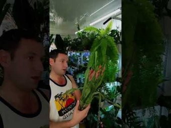 FloraMan - 23 августа 2026 г.
