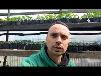 Зелёная планета - ЯК УПАКОВАНА РОЗСАДА? ЧИ ДОЇДЕ НОРМАЛЬНО?  ПОЧИНАЄМО ВІДПРАВЛЯТИ