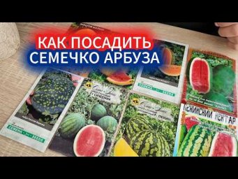 Садовый Мир - Как подготовить арбузное семечко к посеву.  Зачем замачивать семена арбуза на рассаду