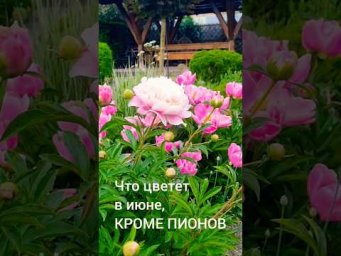 Садовые фантазии - ЧТО ЦВЕТЕТ в июне,  КРОМЕ ПИОНОВ? #ландшафтныйдизайн #садоводничество #дача #цвет