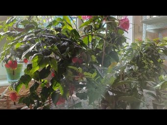 Цветочное ассорти - Редкая цветущая экзотика, за которой все охотятся