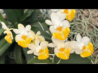 Светлана и её джунгли - Весенний обзор орхидей.