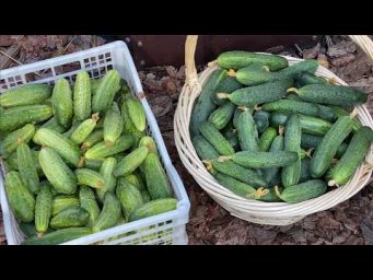 Урожайный огород Татьяна Щедрина - САМЫЕ ЛУЧШИЕ ЗАСОЛОЧНЫЕ И САЛАТНЫЕ ОГУРЦЫ!