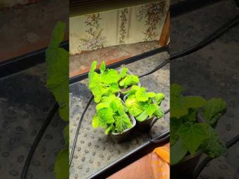 Практичный огород - Слишком много люкс это плохо!