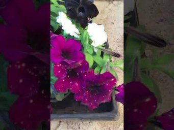 Юрий Гавриш - Такие петунии из семян не вырастишь. #петуния #цветы #петуниявегетативная #огород #дач