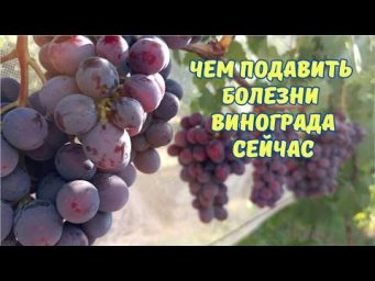 Сергей Дачник - Милдью и оидиум на созревающем винограде &mdash; чем спасать урожай?