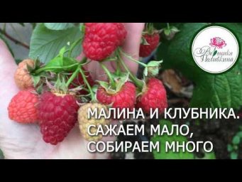 Вероника Поливкина - ОСОБЕННОСТИ ВЫРАЩИВАНИЯ РЕМОНТАНТНОЙ МАЛИНЫ И КЛУБНИКИ