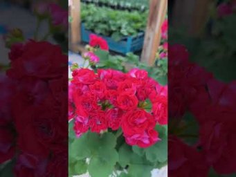 Мой цветочный бизнес - ЮГ Айседора Дункан #ЮГ_Айседора_Дункан  #пеларгония #сорт