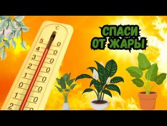 Цветы в доме - Жара убивает растения? Как спасти комнатные цветы летом