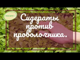 Наша дача Плюс - Как избавиться от проволочника с помощью сидератов. Кольцова Ирина