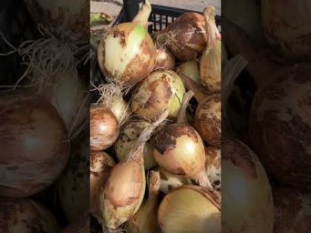 Вероника Поливкина - Почему больше не хочу выращивать  лук на репку из севка