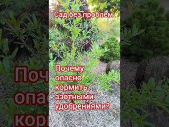 Сад без проблем - Почему опасно кормить азотными удобрениями?