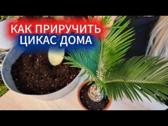 Садовый Мир - Растение из эпохи динозавров: как ухаживать за цикасом дома