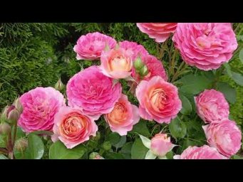 Питомник Розовая клумба - Мой сад