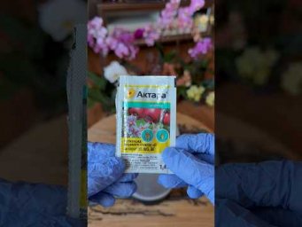 Garden orchides - Однократно в сезон орхидеи брызгаю - бутоны не сохнут, цветы не увядают!