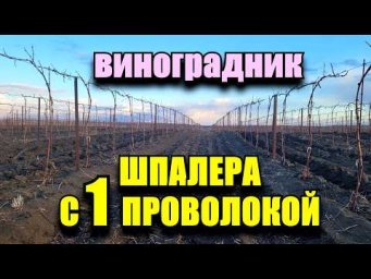 Виноград Одесса - ФОРМИРОВКА ВИНОГРАДА НА ОДНОЙ ПРОВОЛОКЕ