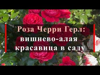 Питомник роз Иващенко - Роза Черри Герл: вишнево-алая красавица в саду. Питомник растений Е. Иващенк
