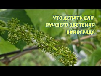 Сергей Дачник - Важные манипуляции на винограднике..